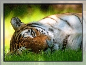 Odpoczynek, Tygrys, Trawa