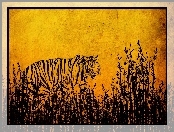 Tygrys, Rysunek