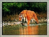 Tygrys, Woda