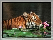 Woda, Tygrys, Kwiaty