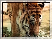 Wodę, Tygrys, Pijący