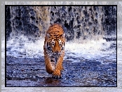 Wodospad, Tygrys, Woda