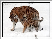 Śnieg, Tygrysica, Małe