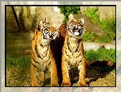 Koty, Tygrysy