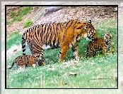 Młode, Tygrysy, Matka