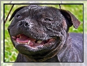 Uśmiech, Staffordshire Bull Terrier