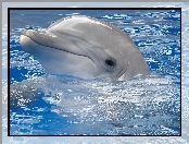 Woda, Uśmiechnięty, Delfin