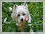 West Highland White Terrier, Zabawka