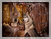 Światełka, Świątecznie, Pies, Dziecko, Siberian husky