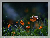 Łąka, Motyle, Wieczór, Kwiaty