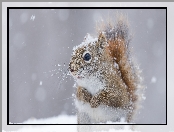 Zima, Wiewiórka, Śnieg