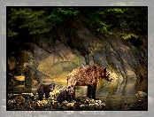 Woda, Skały, Niedźwiedzica, Niedźwiedź brunatny, Młode