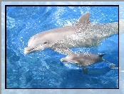 Delfiny, Woda, Białe