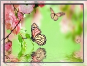 Woda, Motyle, Różowe, Grafika, Kwiaty