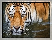 Woda, Kot, Tygrys, Dziki