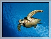 Żółw Wodny, Ocean