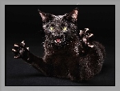 Kotek, Wściekły, Czarny