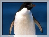 Pingwin, Zapatrzony