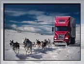 Zaprzęg, Ciężarówka, Psy, Śnieg