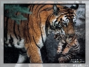 Zdjęcie, Michael Nichols, Tygrysy, Wykonał