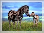 Trawa, Zebra, Młode