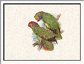 Zielone, Edward Lear, Dwie, Papugi
