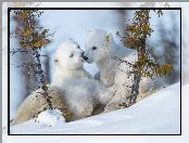 Dwa, Zima, Niedźwiedzie polarne, Niedźwiadki, Śnieg, Małe