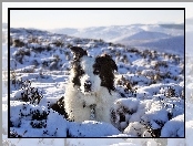 Zima, Border Collie Griff, Śnieg