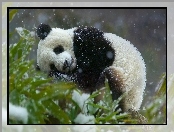 Zima, Śnieg, Panda, Miś, Drzewo