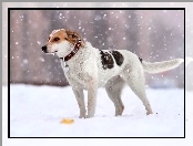 Śnieg, Zima, Pies