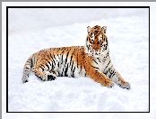 Zima, Tygrys, Śnieg, Leżący