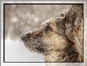 Zima, Śnieg, Kundelek, Pies, Shila