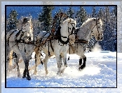 Śnieg, Zaprzęg, Zima, Konie