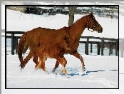 źrebię, padok, Koń, śnieg