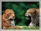 Kły, Dwa, Jaguary