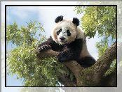 Grafika 2D, Panda wielka, Drzewo