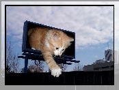 4D, Bilbord, Kotek, Rudy, Łapka