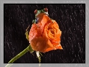 Deszcz, Żaba, Róża