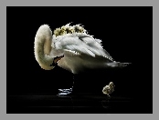 Młode, Łabędzia, Mama