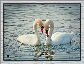 Łabędzie, Jezioro