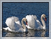 Łabędzie
