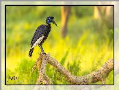 Dzioborożec abisyński, Suchy, Trawa, Konar