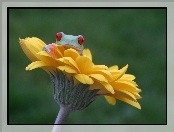 Gerbera, Żabka, Rzekotka