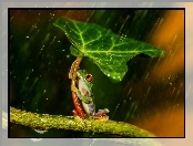Deszcz, Żabka, Liść