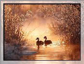 Roślinność, Woda, Dwa, Perkozy rdzawoszyje, Zarośla, Grafika AI