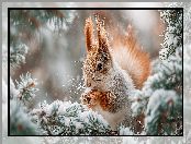 Zima, Śnieg, Grafika AI, Wiewiórka, Gałązki