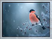 Gałązka, Oszroniona, Grafika AI, Ptak, Gil