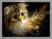 Wąsy, Długie, Grafika AI, Kot, Głowa