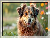 Morka, Radosny, Grafika AI, Rudo-brązowy, Pies