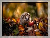 Liście, Pożółkłe, Grafika AI, Jeż, Jabłko